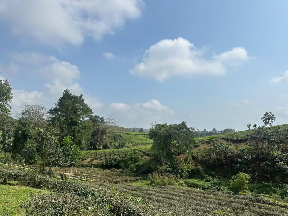 Đất nền Minh Đài, Phú Thọ hơn 1000m² - Tiềm năng tăng giá!