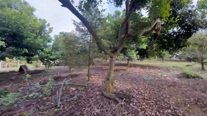 Nhà vườn Láng Lớn, Châu Đức 4300m² - Nghỉ dưỡng lý tưởng!