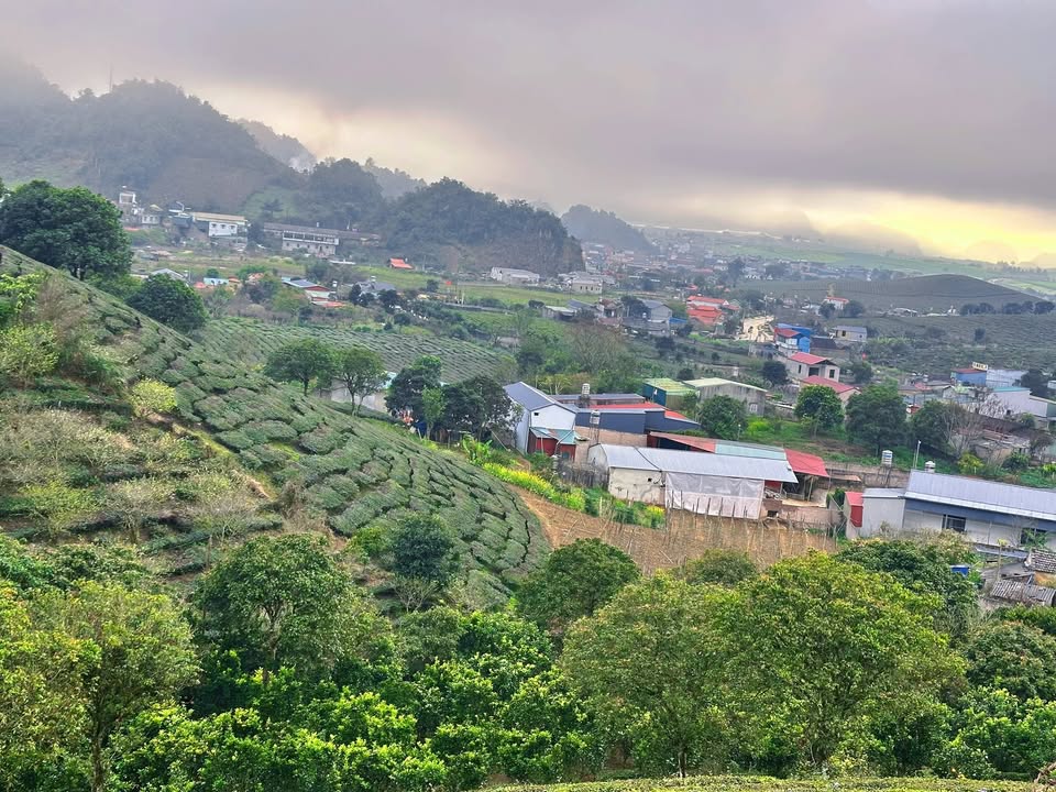 Đất Nông Trường Mộc Châu 6200m² - View Chè 360° - Giá Đầu Tư 12.4 Tỷ