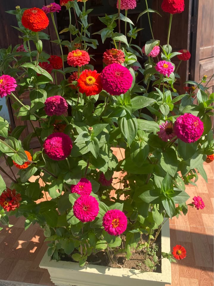 Đất nền Trường Chinh, Thanh Xuân 101m² - Sổ đỏ chính chủ