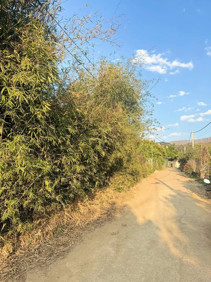 Đất nền Vườn đào Sơn La 459m² - Sổ đỏ chính chủ, ô tô vào tận nơi!