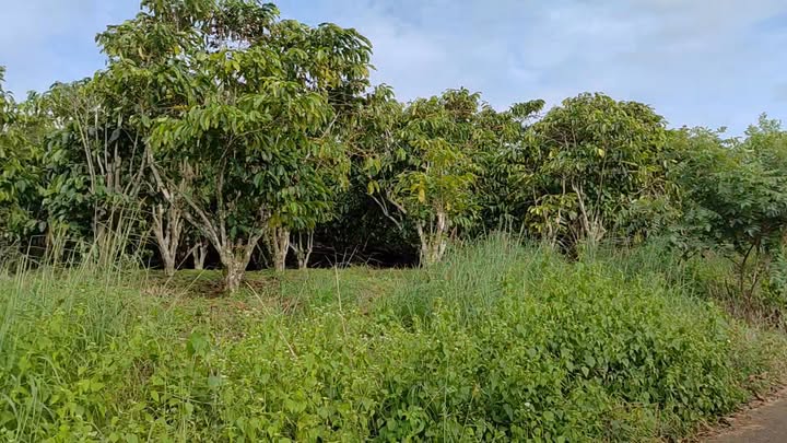 Đất nền Bảo Lộc 1080m² giá 2.5 tỷ - Pháp lý rõ ràng!