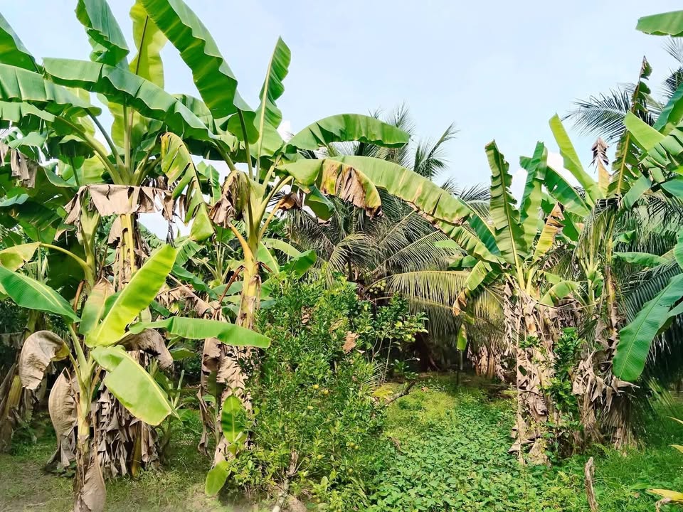 Đất nền Tây Hòa Châu Thành 387m² - Tiềm năng tăng giá!