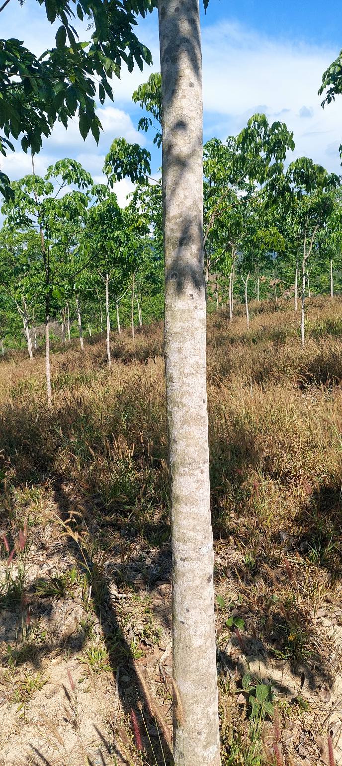 Đất vườn Kon Rẫy 1.7ha - Sổ đỏ chính chủ, view sông lớn