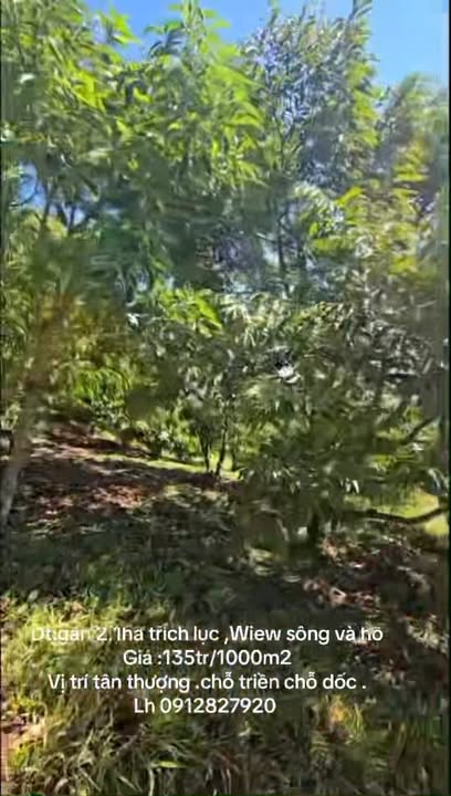 Đất vườn Đinh Trang Thượng 2.1ha 2.835 tỷ - Đầu tư dài hạn