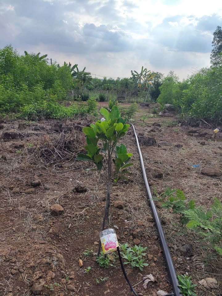 Đất nền Vĩnh Tân, Vĩnh Cửu 1000m² - Sổ đỏ chính chủ, bán gấp!