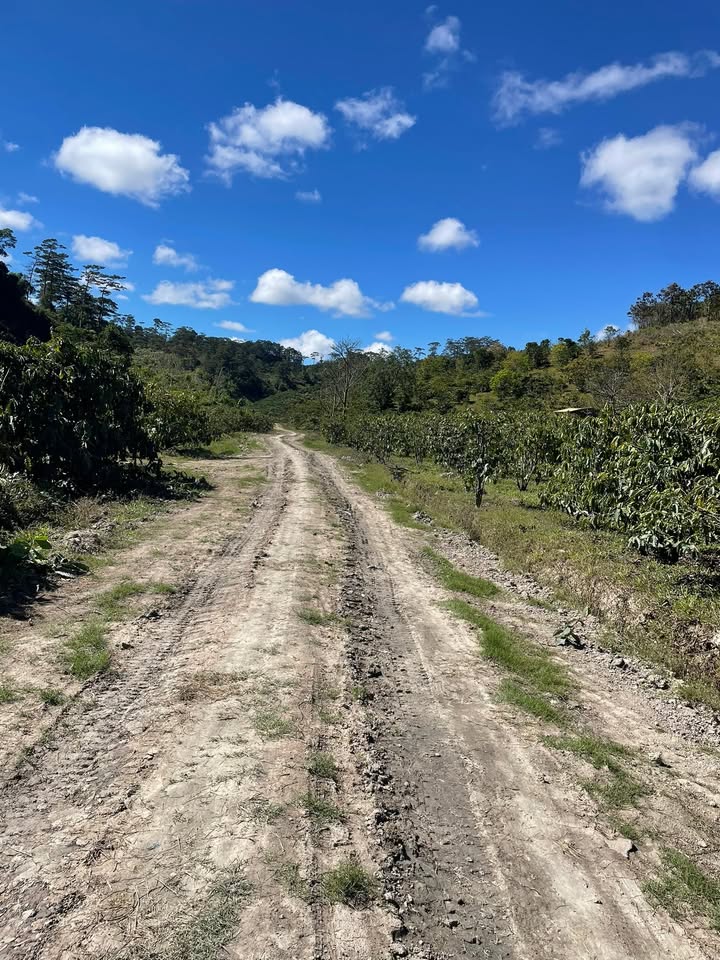 Farm Tà Năng 15.000m² - Mặt đường 100m - Giá 2.2 tỷ