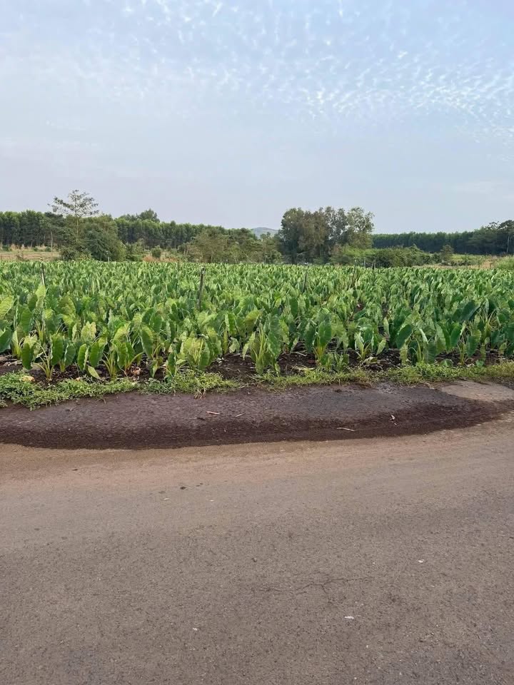 Đất nền Châu Đức 17.200m² - Tiềm năng tăng giá vượt trội!