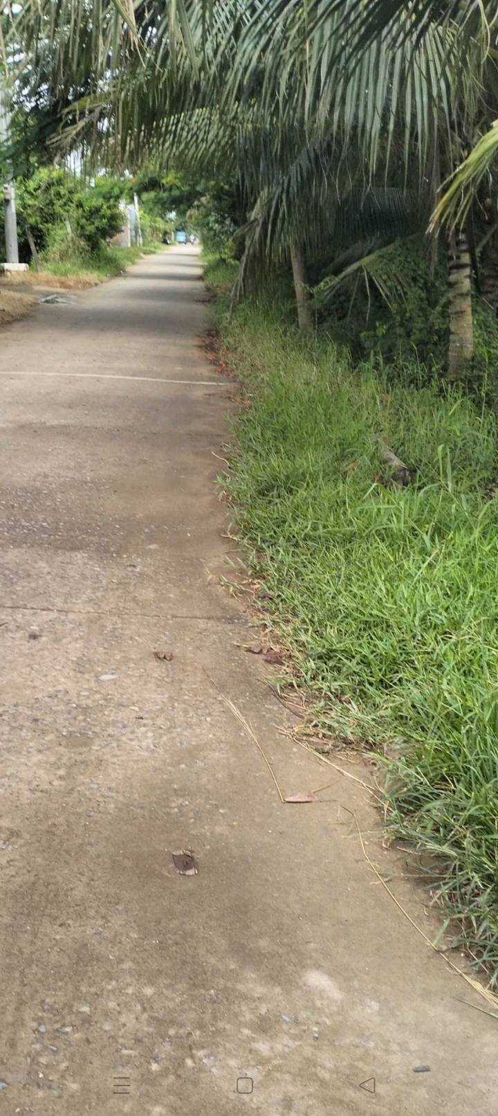 Bán Đất Vườn Dừa 6000m² Bến Tre - Thu Nhập Ổn Định Hàng Tháng