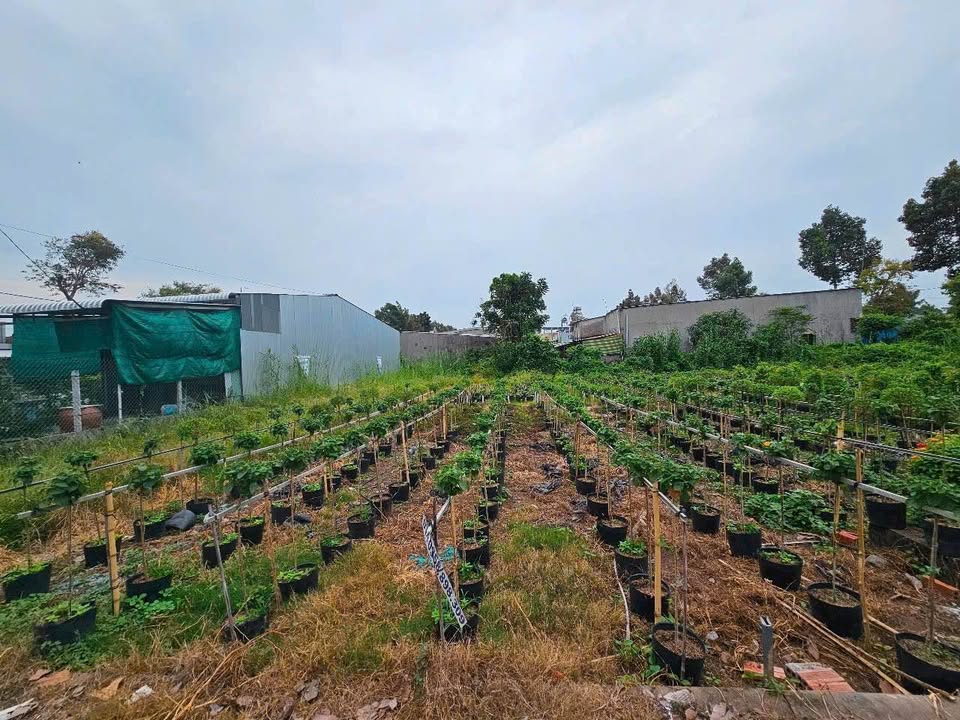 Bán đất nền KDC Đông Quới Sa Đéc 125m² - Sổ hồng chính chủ