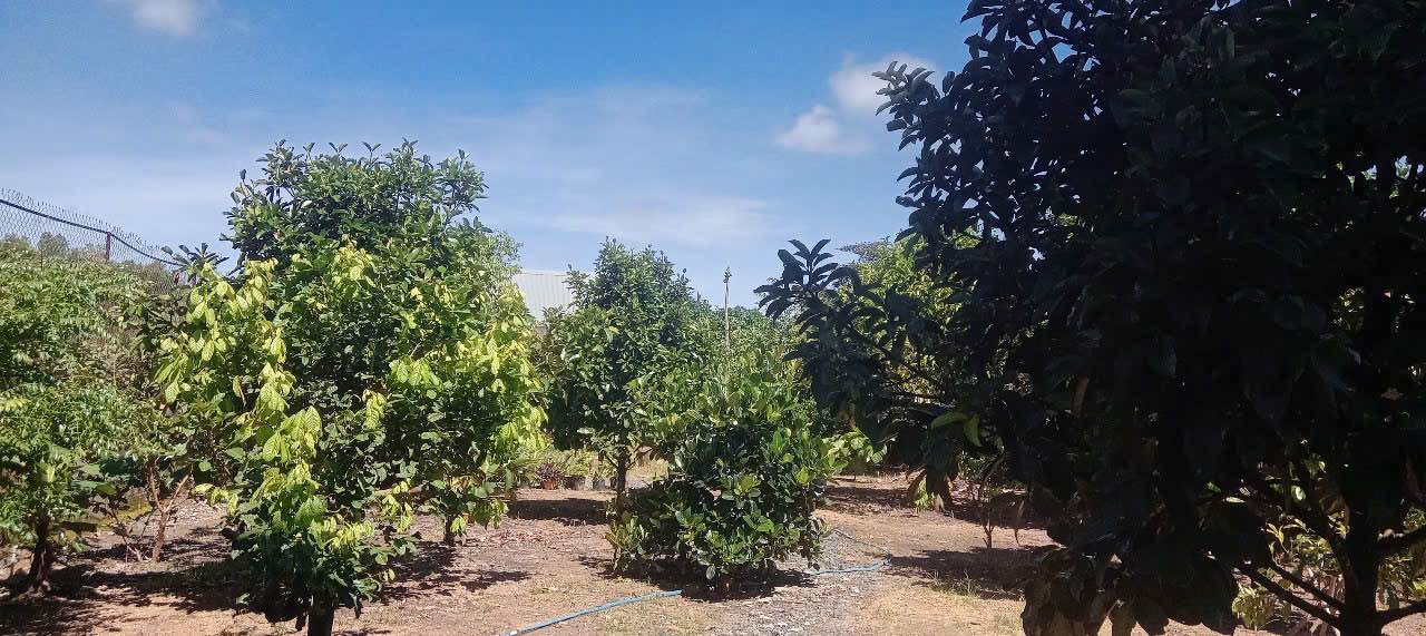 Đất nền Lê Thị Riêng Bảo Lộc 1000m² - Sổ đỏ chính chủ, giá tốt!