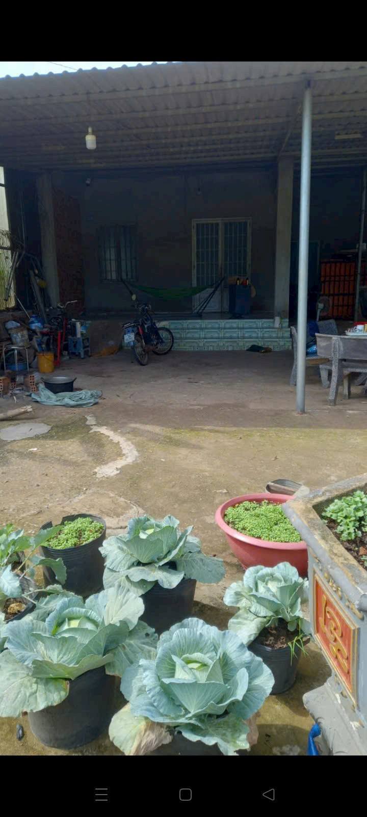 Bán Gấp Nhà Vườn 1170m² Thổ Cư, Mặt Tiền Đường Nhựa An Linh, Hậu Giang - Giá 1.4 Tỷ