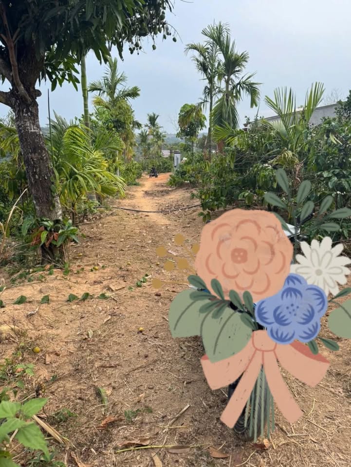 Đất Farm 1188m² Đắk Lắk - Sẵn Sàng Làm Nhà Vườn, Chăn Nuôi