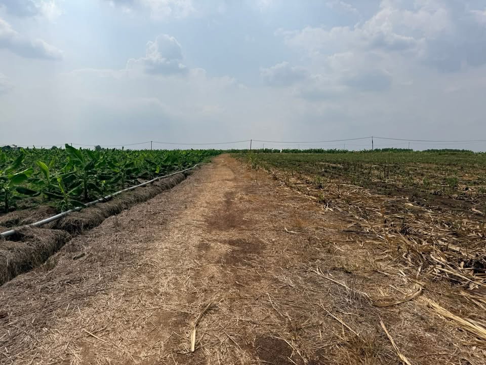 Bán Gấp Đất Vườn 1000m² Hưng Thịnh, Biên Hòa - Chỉ 5xx Triệu