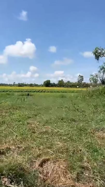 Đất nền Tân Điền, Đồng Tháp 104m² - Sổ đỏ chính chủ chỉ 230 triệu!