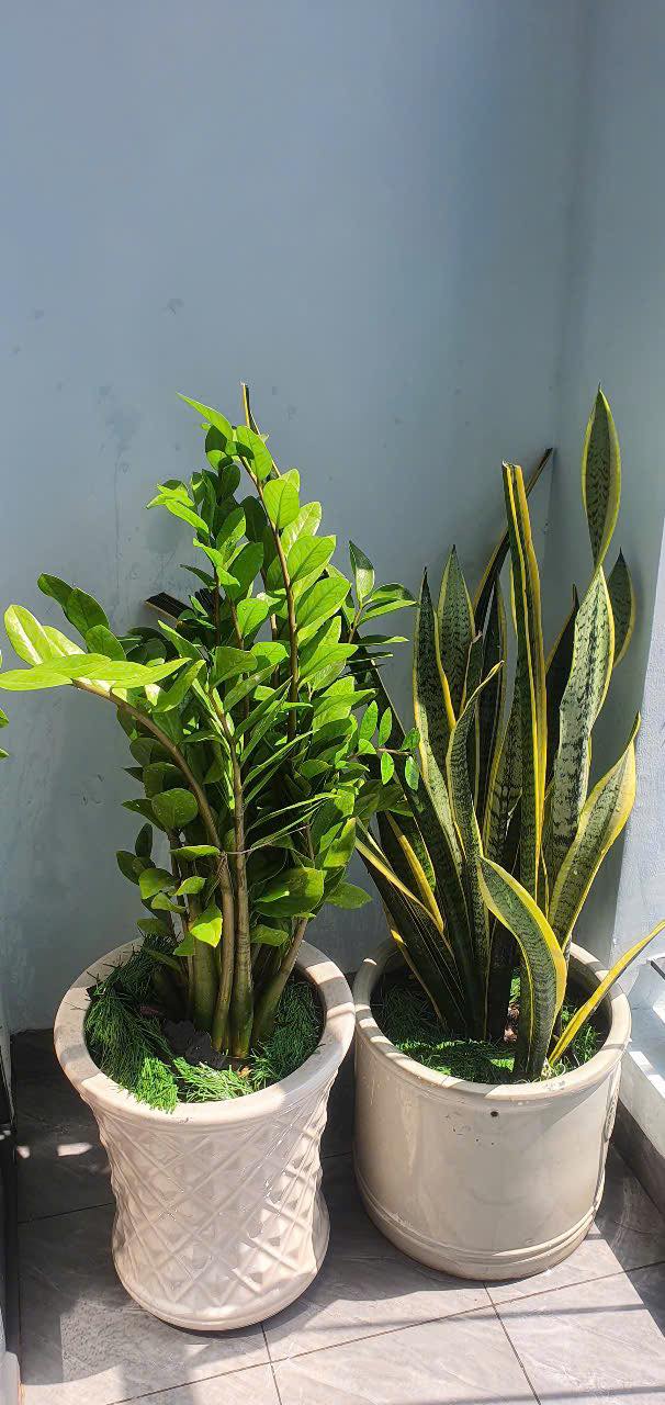 Đất Vườn Củ Chi 779m² - Sổ Hồng Riêng - Đầu Tư Lâu Dài