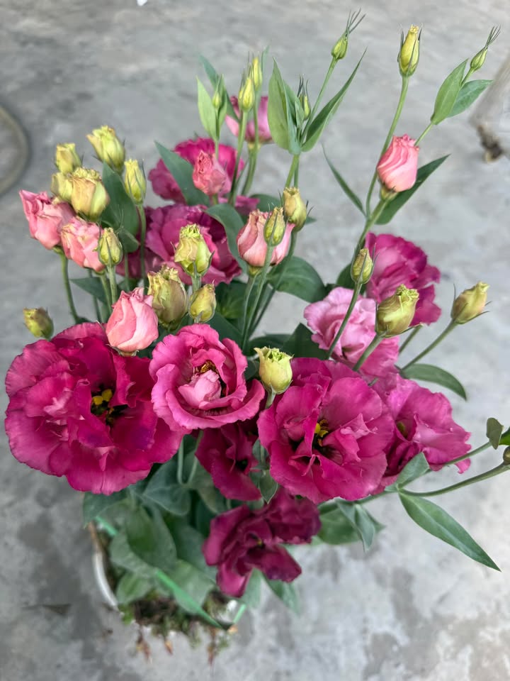 Đất nền Vũng Liêm, Vĩnh Long 702m² giá 2 tỷ - Sổ đỏ chính chủ!