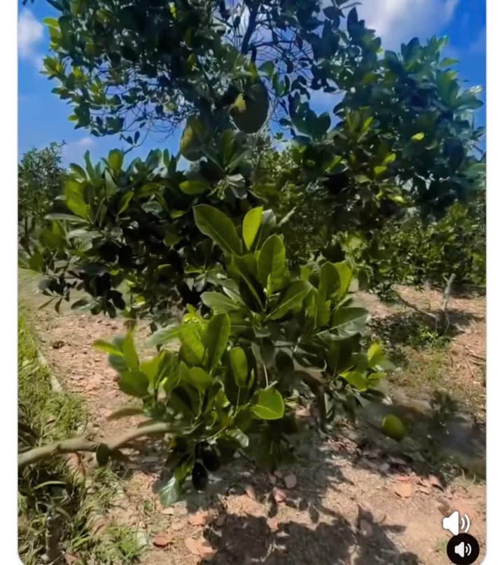 Đất vườn Mỹ Tân, Cái Bè 5500m² - Nghỉ dưỡng lý tưởng!