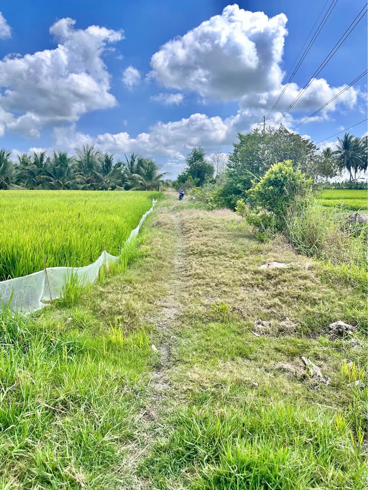 Đất Vườn Trà Vinh 2948m² 800 Triệu - Nghỉ Dưỡng Lý Tưởng!