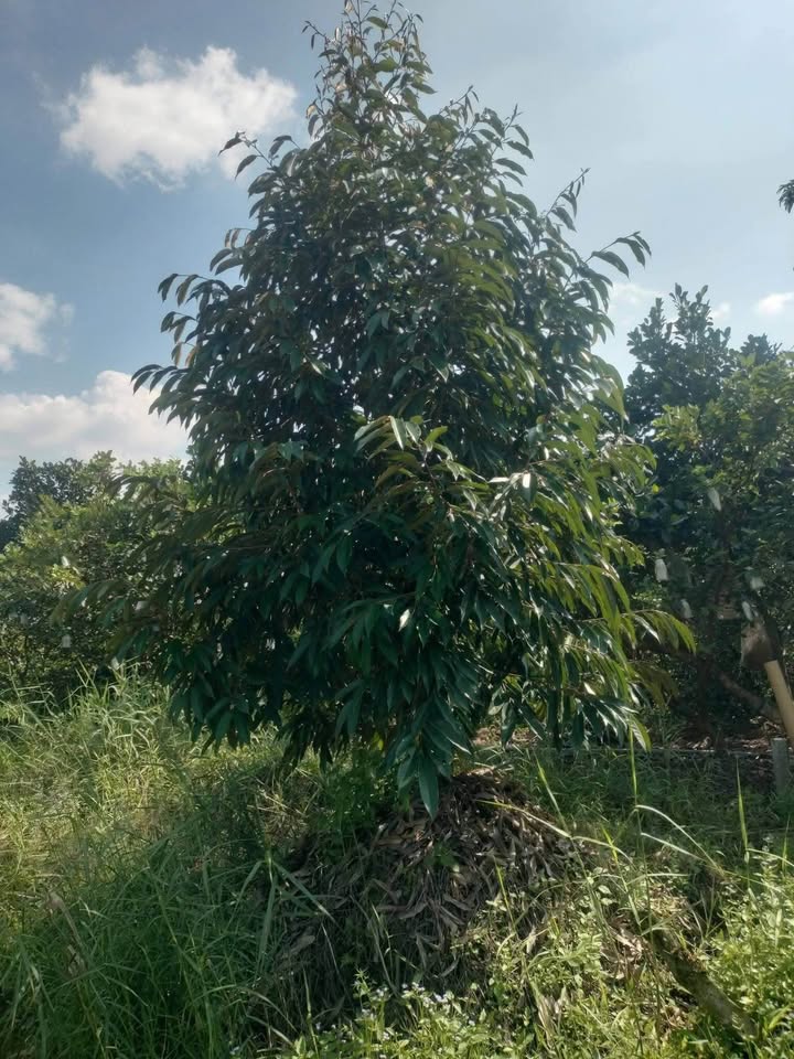 Đất Vườn Sầu Riêng Mỹ Trung 10.000m² - Sinh Thái Xanh, Giá 5.4 Tỷ