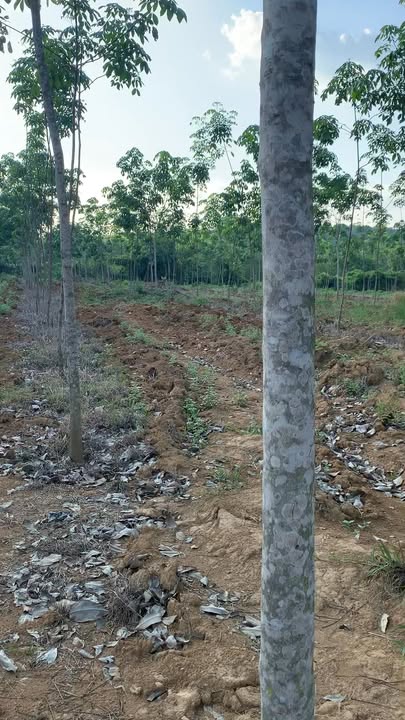 Bán 1.8ha Đất Vườn Cao Su Tại Đồng Tâm, Bình Phước - Sổ Hồng Sẵn Sàng