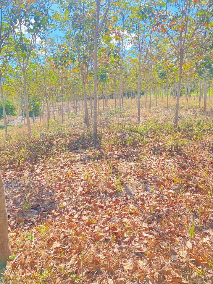 Đất vườn Làng Mo 2880m² - Tiềm năng phát triển bền vững!