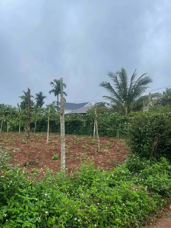 Đất nền TDP Bình Minh 5, Buôn Ma Thuột - 60m² thổ cư, giá 495 triệu - Sổ hồng sẵn