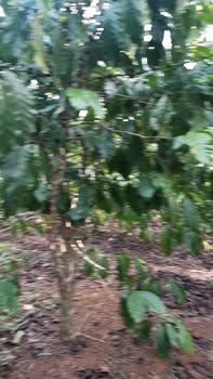 Bán đất Vườn Lâm Đồng 3300m² giá 1.25 tỷ - Lộc Ngãi, Bảo Lâm