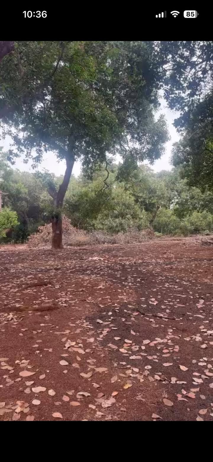 Đất vườn Long Bình, Bù Gia Mập 4ha giá 7 tỷ - Tiềm năng đầu tư dài hạn!