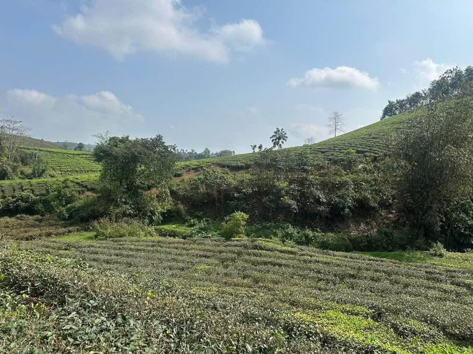 Đất Vườn Nghỉ Dưỡng Minh Đài – Phú Thọ 1000m² Sổ Hồng - Giá Mềm