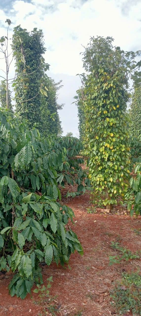 Đất Nền Đắk Nông 15.000m² - Giá Đầu Tư 1 Tỷ - Sổ Đỏ Rõ Ràng