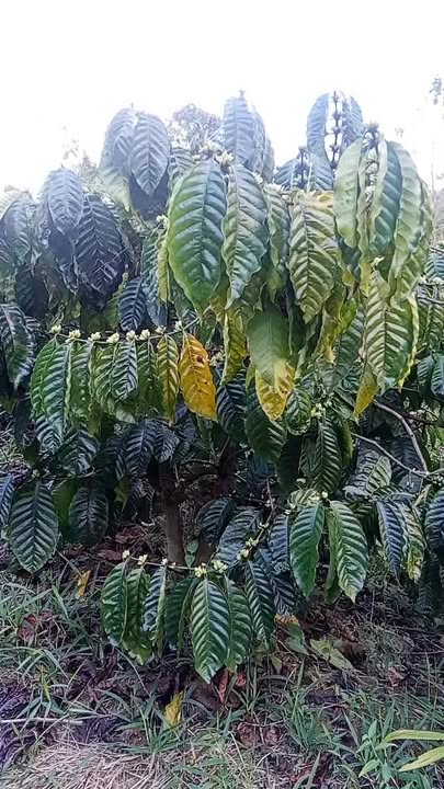 Đất Vườn Tuy Đức 1.2ha - Sổ Đỏ Sẵn Sàng, Đầu Tư Sinh Lời!