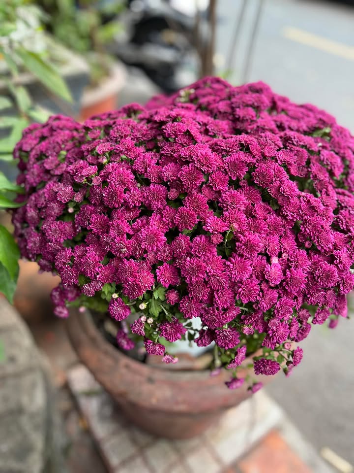 Nhà nguyên căn Tân Phú 66m² giá 6.5 triệu - Sẵn sàng ở ngay!