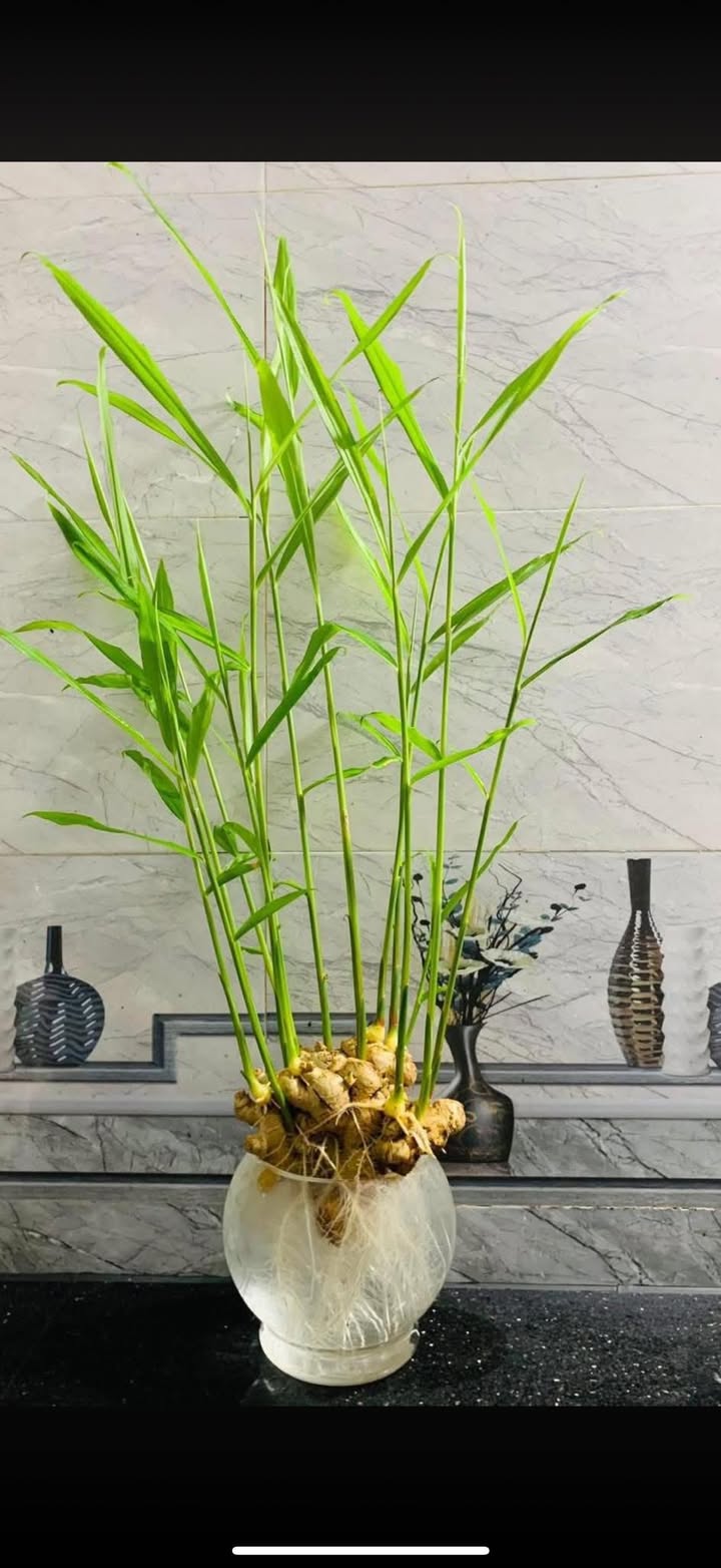 Đất tái định cư Linh Sơn 206m² giá 2.x tỷ - Vị trí đắc địa!