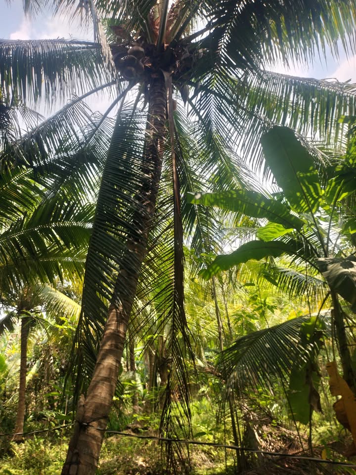 Đất nền 1000m² Xã Đông Hòa, Châu Thành - Giá 830 triệu, Chính chủ thương lượng