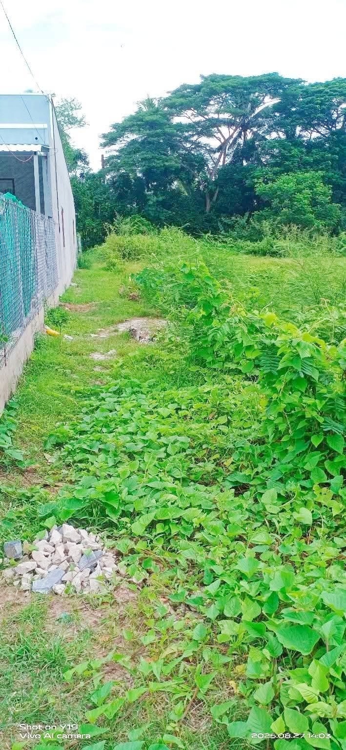 Đất nền Sóc Trăng 300m² giá 350 triệu - Tiềm năng tăng giá vượt trội!