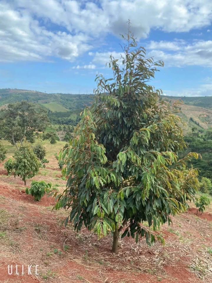 Farm 5ha Đắk Drô, Krông Nô - Sổ Đỏ Sẵn Sàng, 7 Tỷ - Lợi Nhuận Khủng