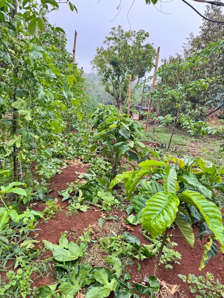 Đất nền Bắc Gia Nghĩa 1.8ha - Sổ đỏ chính chủ, tiềm năng sinh lời!