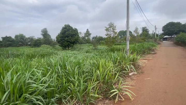 Đất nền Xã Bình Trung, Châu Đức 1980m² - Sổ đỏ chính chủ, pháp lý rõ ràng!