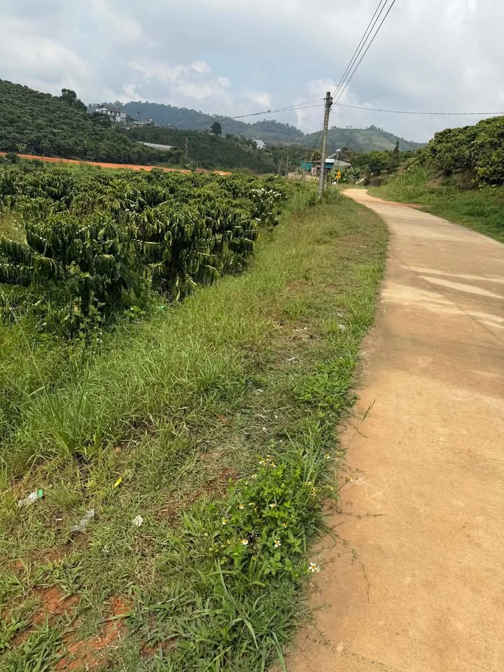 Bán Gấp 3.5ha Vườn Cà Phê Đak Nàng, Lâm Đồng - 16 Tỷ