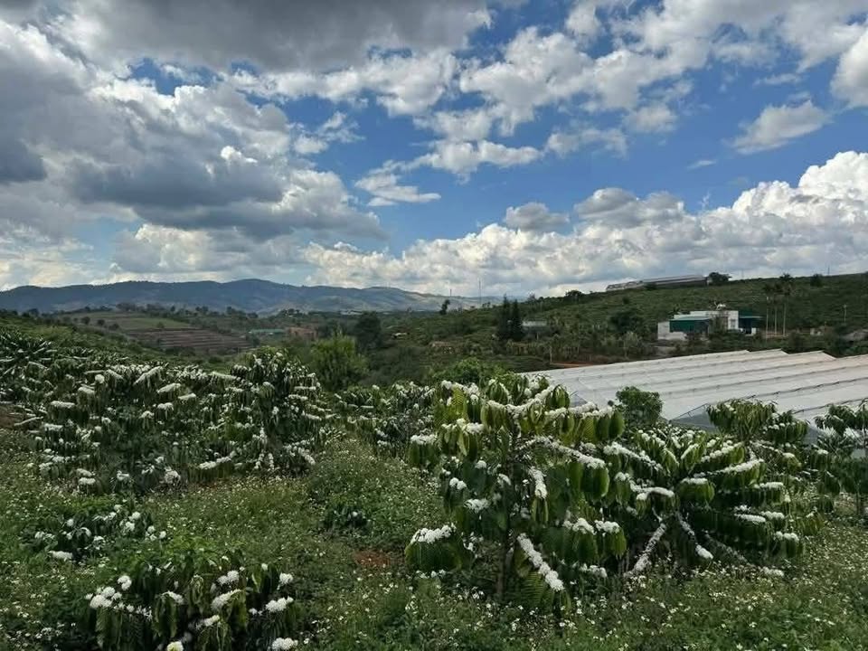 Bán Đất Vườn Nam Ban Lâm Hà 6300m² 8 Tỷ - Nghỉ Dưỡng Lý Tưởng!