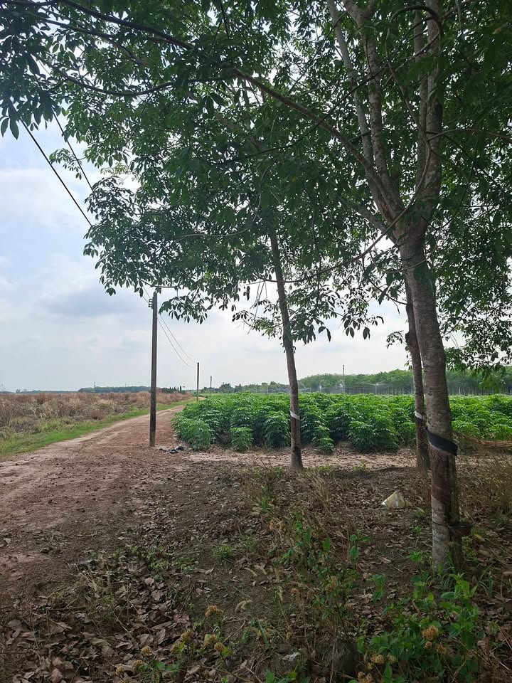 Bán 4 Công Cao Su Vườn Đẹp Tân Châu, Tây Ninh - Giá Tốt