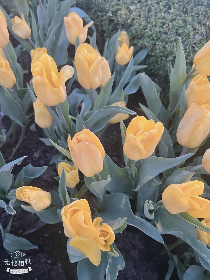 Bán Đất Vườn Tân Biên 1000m² - Mặt Tiền Nhựa Lớn, Sổ Đỏ Chính Chủ