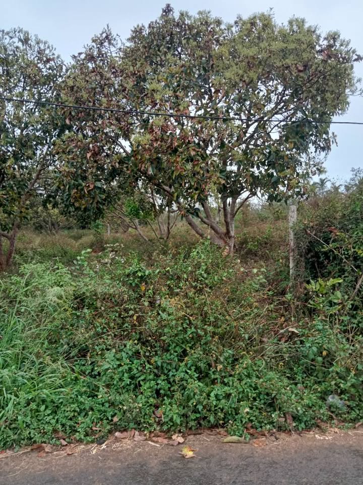 Đất nền mặt tiền 31B, Buôn Ma Thuột - 125m² - Sổ đỏ sẵn sàng giao dịch