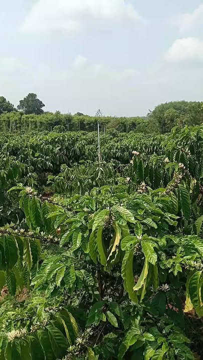 Bán 1.1ha Vườn Cà Phê Hòa Phú, Đắk Lắk - Sổ Đỏ Riêng, Giá Đầu Tư 38 Tỷ