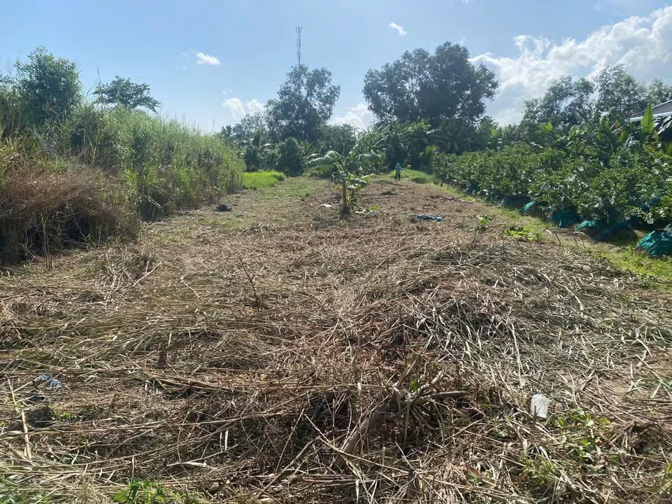 Bán Nền Tân Phú Trung, Đồng Tháp 264m² Sổ Hồng Riêng Giá 400 Triệu