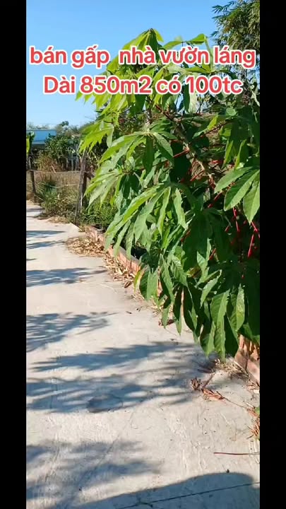 Bán Đất Vườn Láng Dài 850m² Giá 2.7 Tỷ - Nghỉ Dưỡng Lý Tưởng!