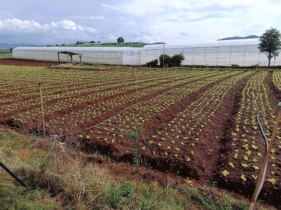 Đất nền Đạ Ròn 609m² - Sổ đỏ chính chủ, đường ô tô thông