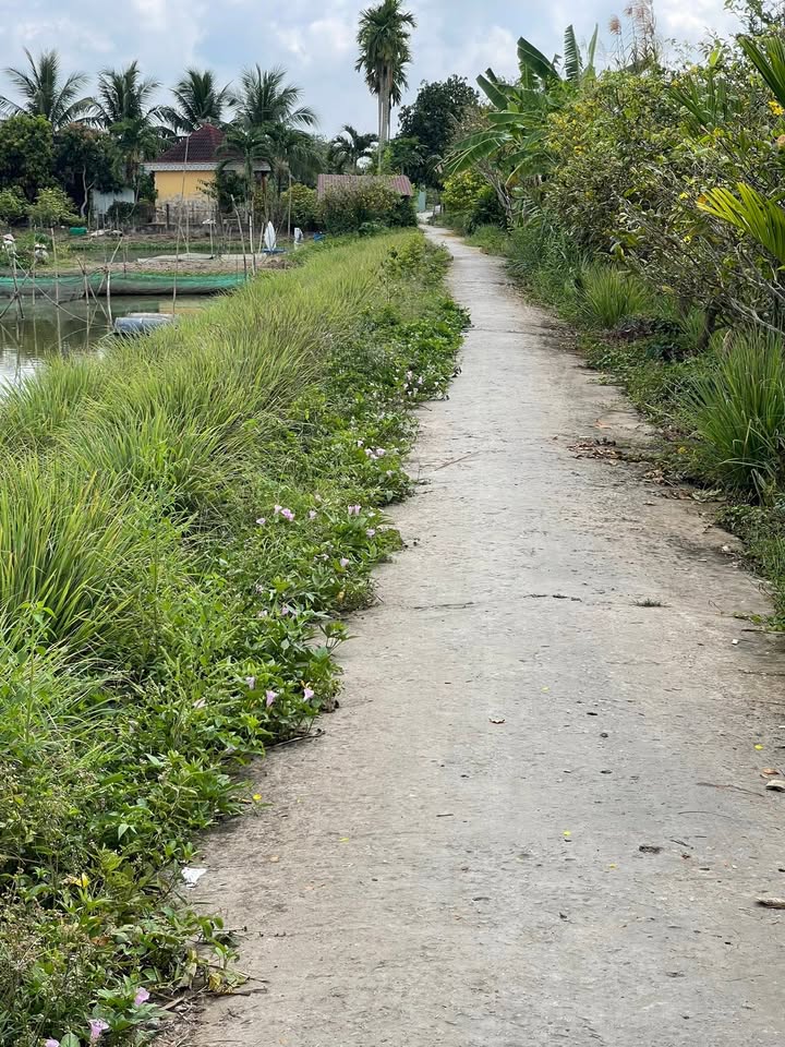 Bán Đất Ruộng 4300m² Mặt Tiền Kinh, Ô Môn, Cần Thơ - Giá 1.5 Tỷ