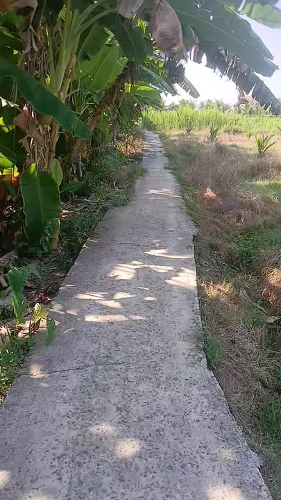 Đất Vườn 520m² Sổ Hồng Riêng - Giá 650 Triệu Tại Chợ Gạo, Tiền Giang